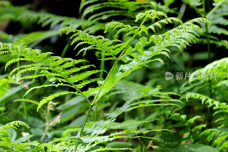 蕨类植物(蕨类植物)生长在林地的叶/叶上